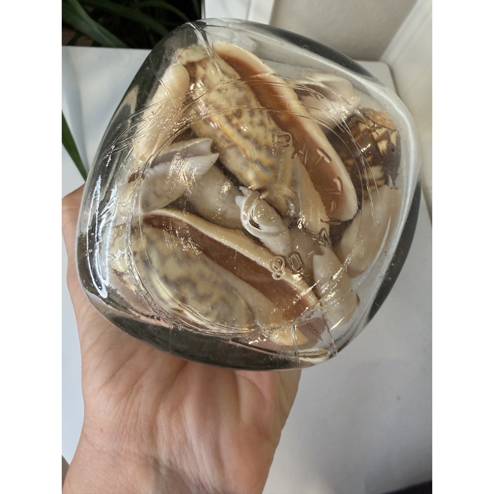 Vintage Wire Bail Glass Canning Jar Full of Olive Sea Shells Coastal Decor 7.5" - Picture 6 of 7
